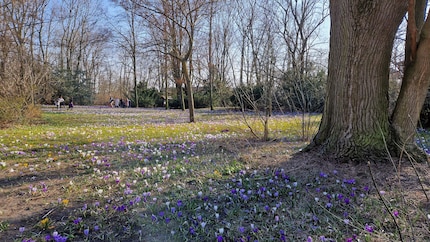 Diese violetten Blüten haben es mir echt angetan.
