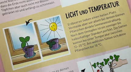 Nicht zu warm, nicht zu kalt, nicht zu sonnig, nicht zu schattig wollen es die Walderdbeeren. Bescheidenheit sieht anders aus.