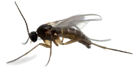 The fungus gnat (Sciaridae)
