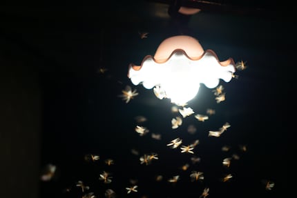 Falsch gedacht: Licht lockt zwar viele Insekten an – Stechmücken aber nicht.