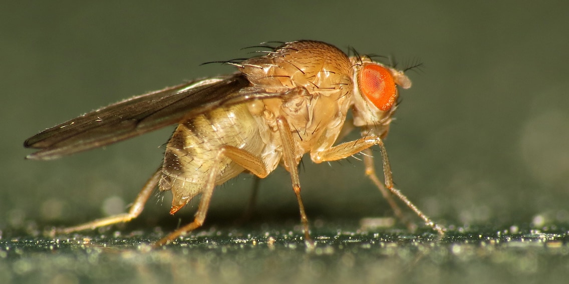 Down with the beasts! How to effectively combat fruit flies