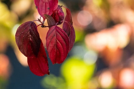 The Fujinon XF150-600mm has a nice bokeh. Unfortunately, no bird wanted to show itself in this wondrous light.