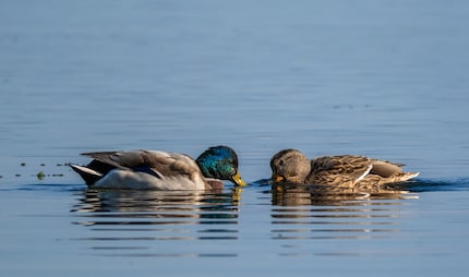 1/1600 of a second, 800 ISO, f/8, 600 mm.