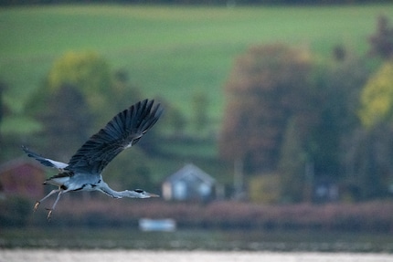 1/4000 of a second, 6400 ISO, f/8, 600 mm.