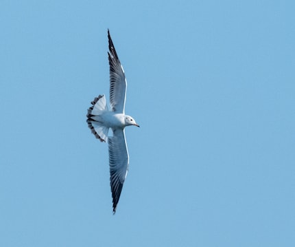 When cropping, the quality (sharpness, noise) decreases.