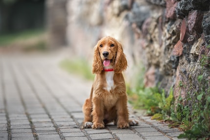 Yes, Cocker Spaniels are cute. But mine was a neurotic lil’ canine.