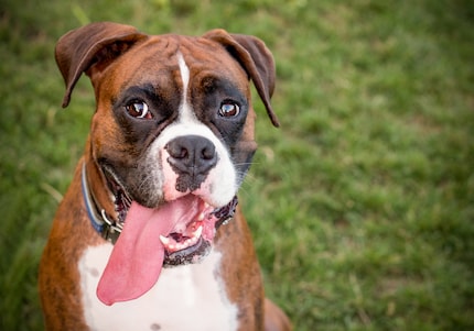 Okay, I think you just might be able to win me over with a Boxer.