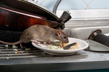 That’s what I get for refusing to get a dog... my son now wants a rat.