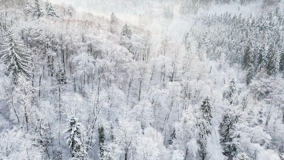 Mein Testgebiet: Der winterliche Winterthur Wald, aufgenommen mit der DJI Mavic 3 Classic.