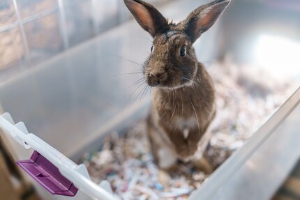 Käfigtiere nehmen ihr Zuhause mit ins neue Zuhause, trotzdem ist der Umzug auch für Nager mit Aufregung verbunden.