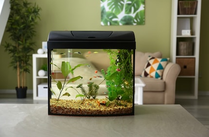 Im einfachsten Fall ziehen Fische direkt im eigenen Aquarium um. Komplizierter wird es, wenn das Wasser erneuert werden muss.