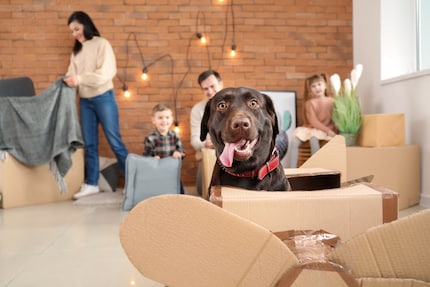 Jeder Hund verkraftet einen Umzug unterschiedlich, am besten läuft alles mit viel Ruhe ab.