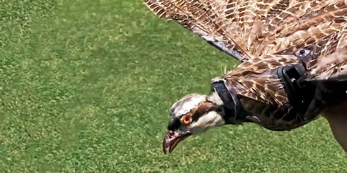 Tote Vögel als Drohnen: klingt makaber, könnte aber nützlich sein