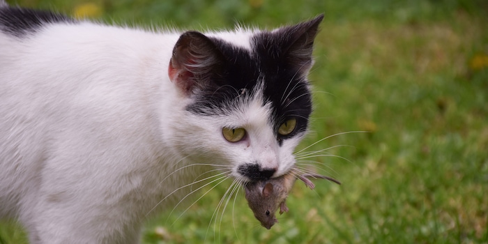 White cat flap discount