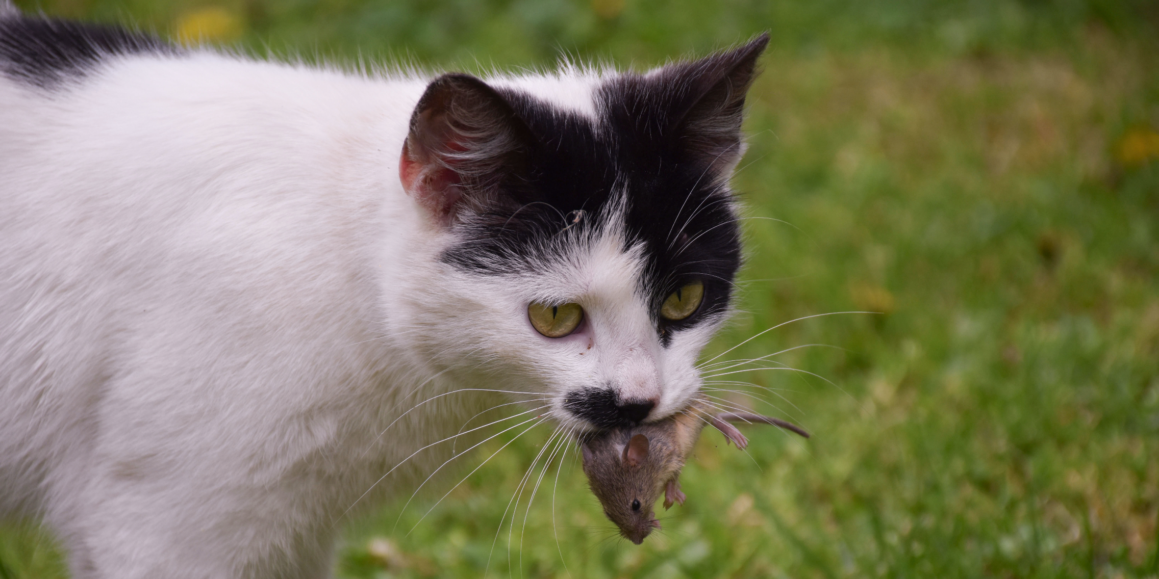 Cat flap mouse recognition online
