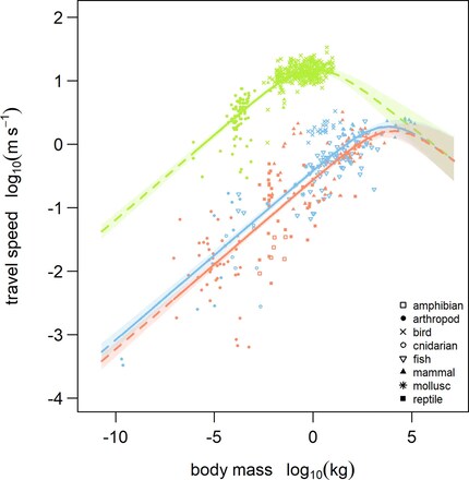 Geschwindigkeit und Körpermasse | Laut biophysikalischen Berechnungen wächst das Ausdauertempo einer Tierart (y-Achse, logarithmisch aufgetragen) mit steigender Körpermasse (x-Achse, logarithmisch aufgetragen) zunächst an, fällt dann aber nach Erreichen eines Gipfelpunkts wieder ab. Die durchgezogenen und gestrichelten Kurven sind mit einem mathematischen Modell ermittelt worden; die Punkte repräsentieren empirische Messdaten von diversen Spezies. Das Ganze ist dargestellt für fliegende (grün), laufende (rot) und schwimmende (blau) Lebewesen. Die Legende unten rechts schlüsselt genauer auf, von welchen Tiergruppen die Messwerte stammen.