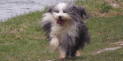 Some four-legged friends need to be groomed more than others.