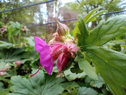 Die Makrokamera lässt Blüten jämmerlich aussehen.