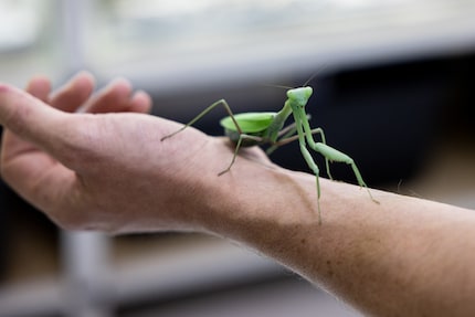 Dass die Indische Gottesanbeterin ruhig auf Simone Piovans Hand sitzen bleibt, ist kein Zufall: Hat sie genug zu fressen und gefällt ihr das Klima, kann sie über Monate am selben Ort verharren.