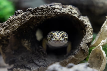 Der Leopardgecko verzeiht Haltungsfehler eher als andere Tropentiere. Trotzdem muss das Tier sehr sorgfältig behandelt werden.
