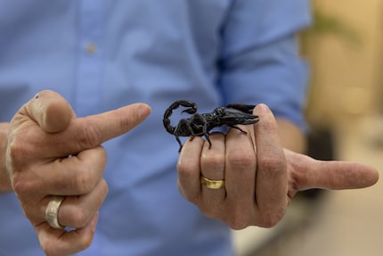 Der Skorpion wirkt mit seinen imposanten Scheren wie ein wahrer Muskelprotz.