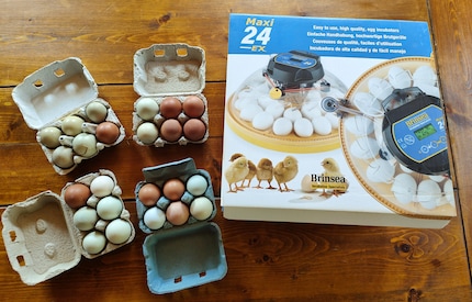 The «ingredients» of a chicken brood at a glance.
