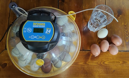 Incubating eggs on the left, freshly laid eggs from our chickens on the right.