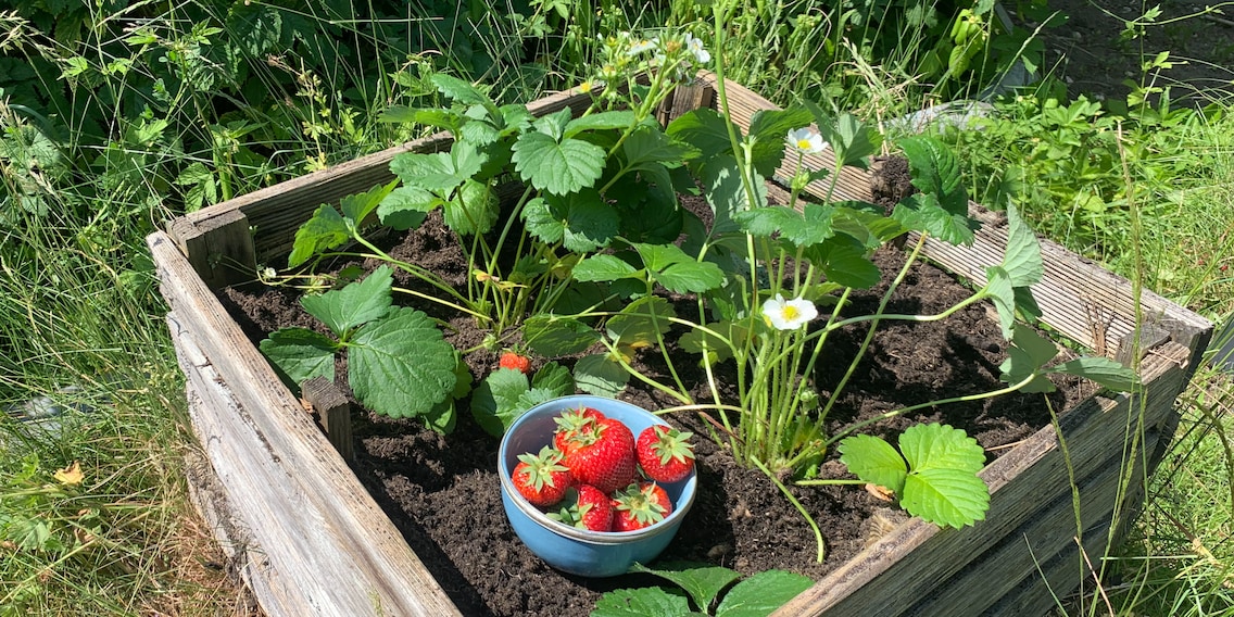 Gift in gekauften Erdbeeren: Bau einfach selbst welche an