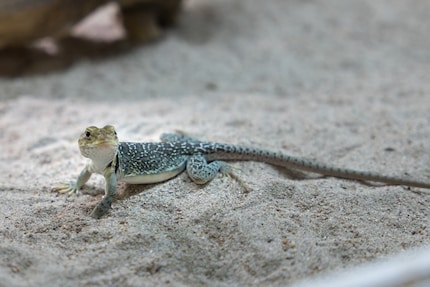 The collared lizard seduces with its bright colours. 
