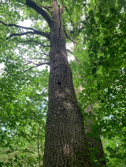 Mein Baum der Wahl: Hier mache ich es mir gemütlich und lasse den Wald auf mich wirken.