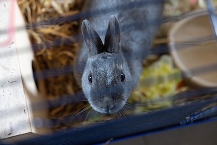 Kaninchen sind gern gesehene Gäste im Tierhotel 5 Stern.