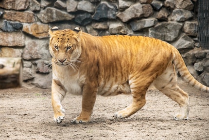 Put a liger in the tank. Or something along those lines.