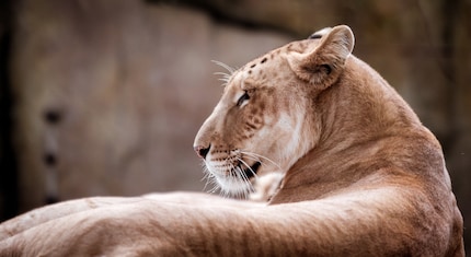 Did you know the other names for a tigon are tiglon and tion? Don’t laugh.