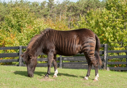 A zorse is a zorse, of course.
