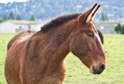 Mules – the best of both a horse and donkey.