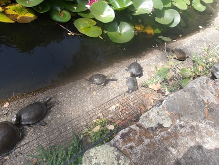 Schildkrötenparade in «A Cupulatta».