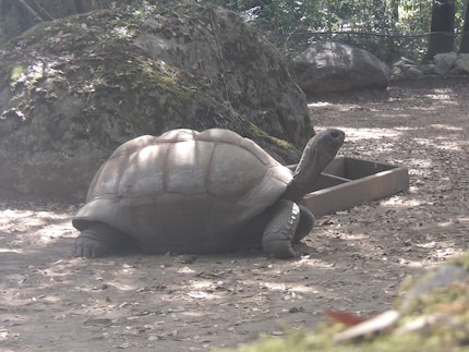 Eine Galapagos-Riesenschildkröte.