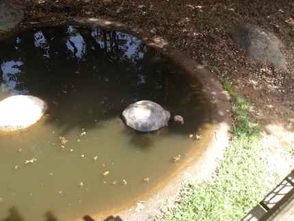 Riesenschildkröte beim Baden.