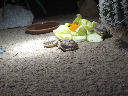 Schildkröten in der Aufzuchtstation.