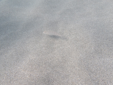 Viele Fische haben wir an unserem Strand nicht gesehen.