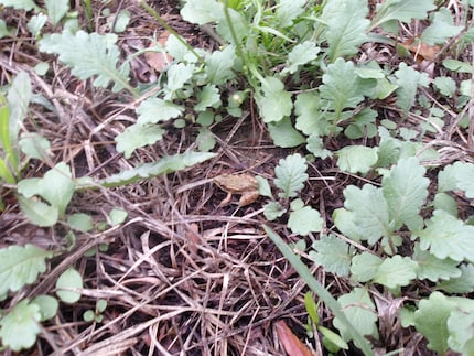 Der Grasfrosch ist uns bei unserem Ausflug vor die Füsse gehüpft.