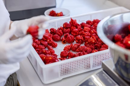 Die Chilis sind bereit für die Verarbeitung.