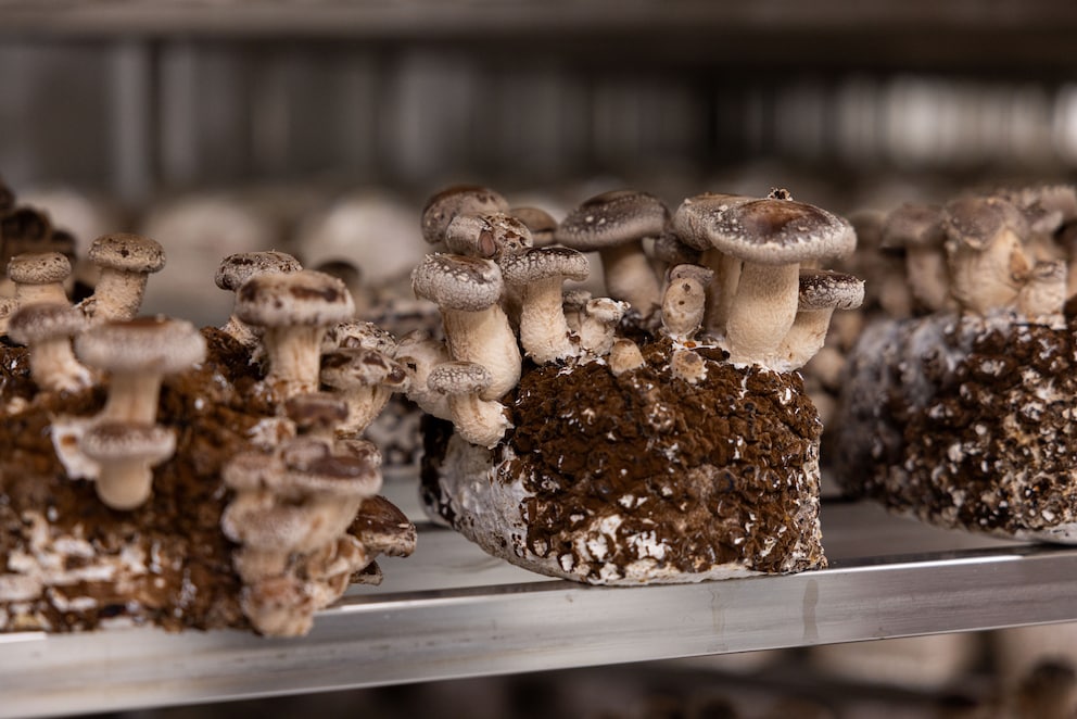 It all began with this mushroom – the shiitake – covered with its typical white «flakes».