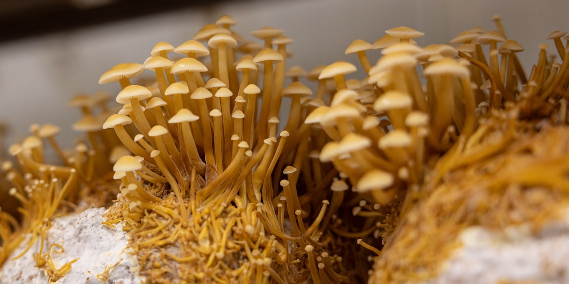 Behind the scenes of Switzerland’s most renowned Asian mushroom producer