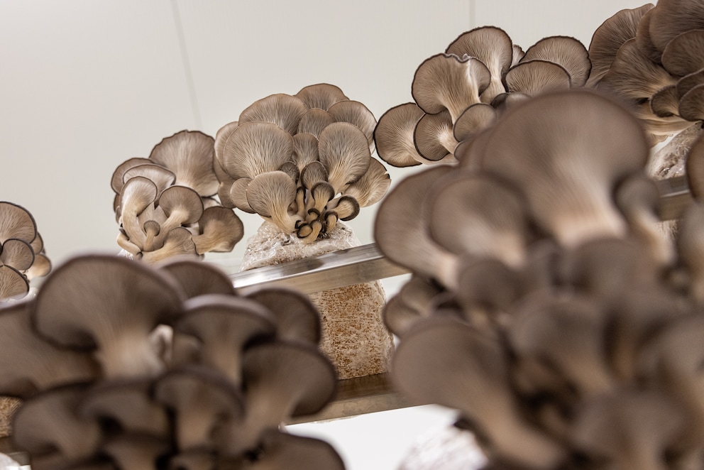 The Pleurotus, also called oyster mushroom, attracts attention with its striking lamellae.