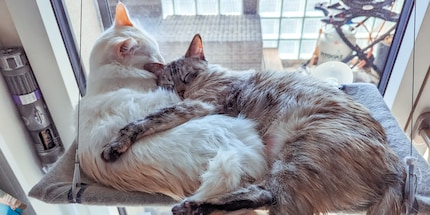 How adorable are they?