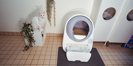 Zelda is pleased her toilet’s clean again.