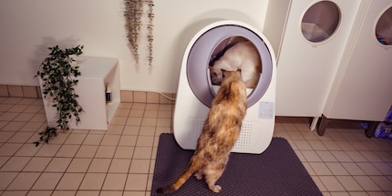 Sniff test: passed with flying colours.