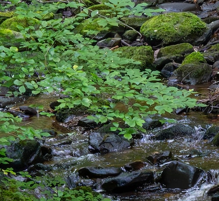 Mit der Rauschentfernung gelingt selbst ein 10000-ISO-Foto in guter Qualität.
