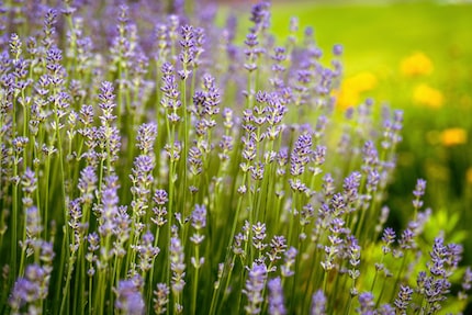 Foto: shutterstock